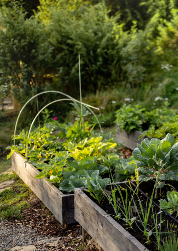 Moestuin