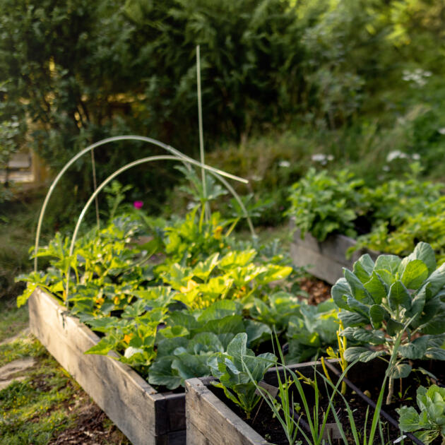 Moestuin